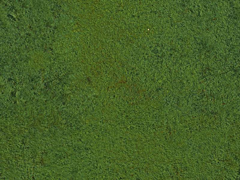 Grass Nature Wallpaper