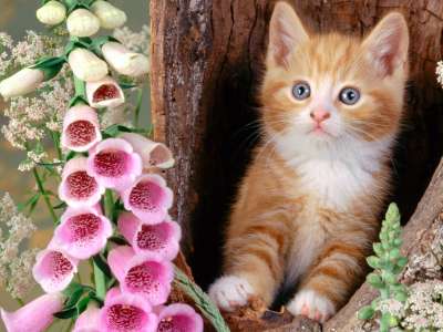 Ginger Cat And Foxgloves